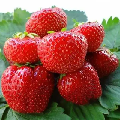 Клубника ВИМА ЗАНТА в Солигорске