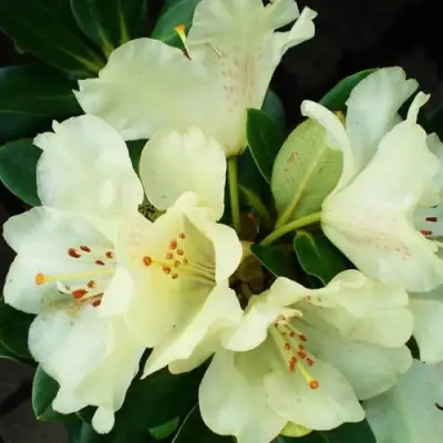 Рододендрон ГОЛДКРОН в Солигорске