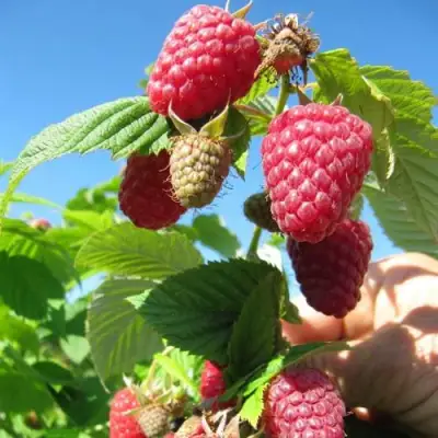 Малина ЕВРАЗИЯ в Солигорске