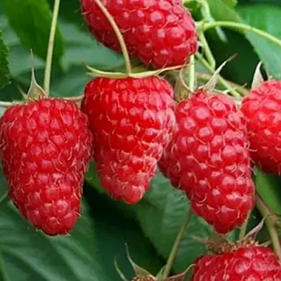 Малина КАСКАД ДЕЛАЙТ в Солигорске