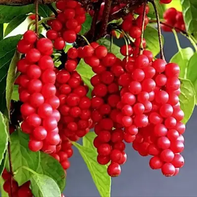 Лимонник САДОВЫЙ 1 китайский  в Солигорске