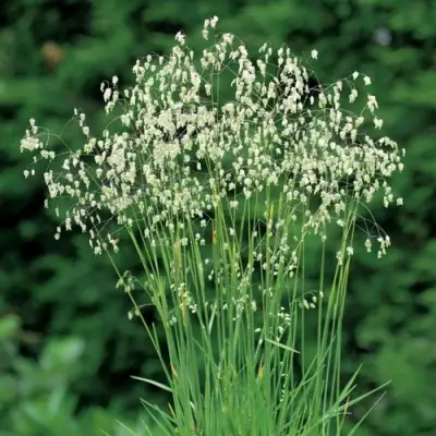 Трясунка средняя в Солигорске