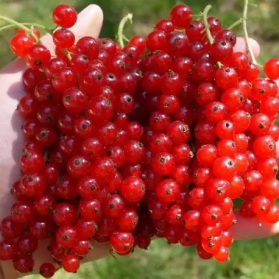 Смородина красная РЕД ПУЛ в Солигорске