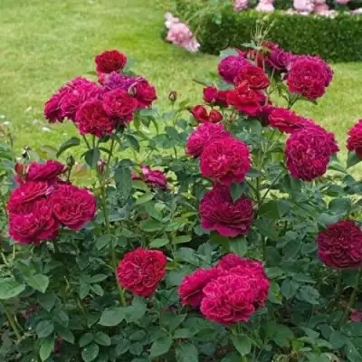 Роза МАНСТЕД ВУД английская в Солигорске