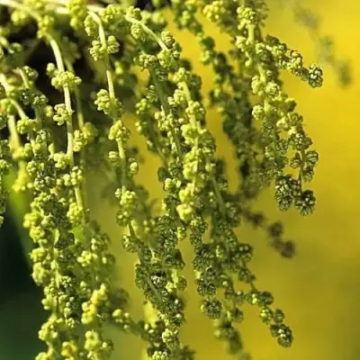 Дуб скальный в Солигорске