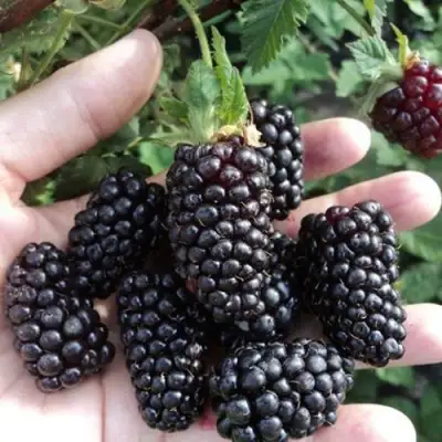 Ежевика ЛОХ НЕСС бесшипная  в Солигорске