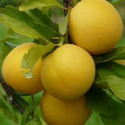 Слива СОЛНЫШКО в Солигорске