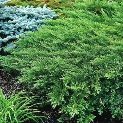 Можжевельник РОКЕРИ ДЖЕМ казацкий  в Солигорске