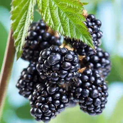 Ежевика БЛЭК САТИН бесшипная  в Солигорске