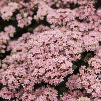 Очиток (седум) МАТРОНА в Солигорске