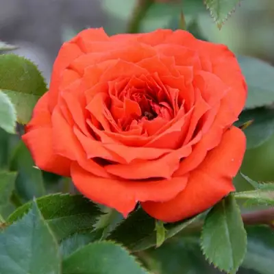 Роза ОРАНЖ ДЖЕВЕЛ миниатюрная в Солигорске