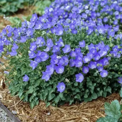 Колокольчик САНТА карпатский в Солигорске