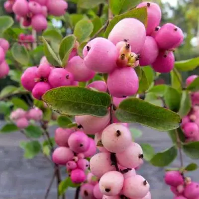 Снежноягодник ФИЕСТА БЕРРИ доренбоза в Солигорске