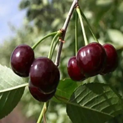 Вишня ВЛАДИМИРСКАЯ в Солигорске