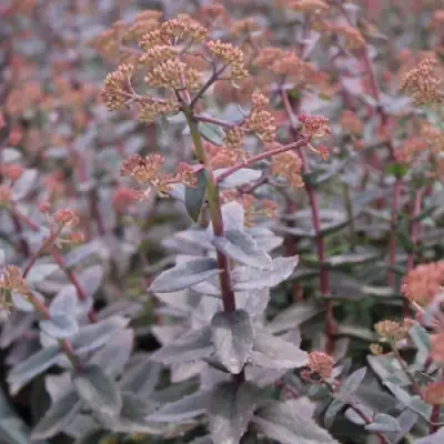 Очиток (седум) РЭЙН КСЕНОКС видный в Солигорске