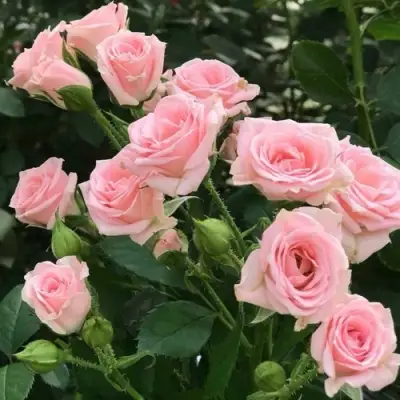 Роза КЛАССИК ЛИДИЯ спрей в Солигорске