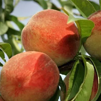 Персик ВУЛКАН в Солигорске