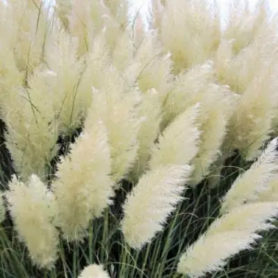 Кортадерия белая (пампасная трава) в Солигорске