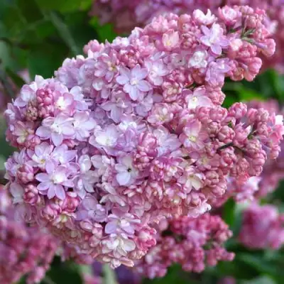 Сирень ПАМЯТЬ О ВЕХОВЕ в Солигорске