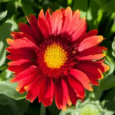 Гайлардия АРИЗОНА РЕД ШЕЙДС в Солигорске