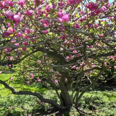 Магнолия СУЛАНЖА в Солигорске