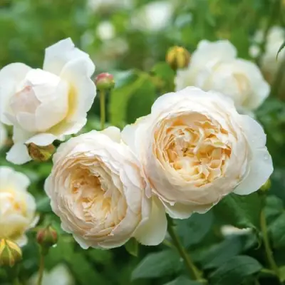 Роза КЛЭР ОСТИН английская в Солигорске