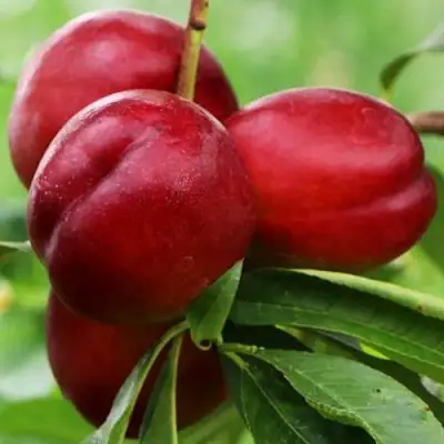 Нектарин КРЫМЧАНИН в Солигорске