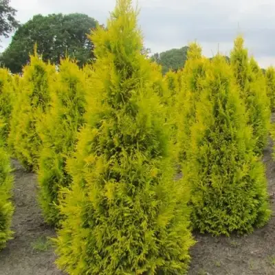 Туя САНКИСТ западная в Солигорске