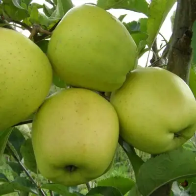 Яблоня КОШТЕЛЯ в Солигорске