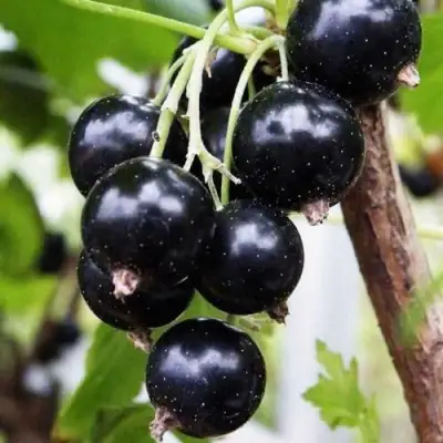 Смородина чёрная ДЕЛИКАТЕСНАЯ в Солигорске