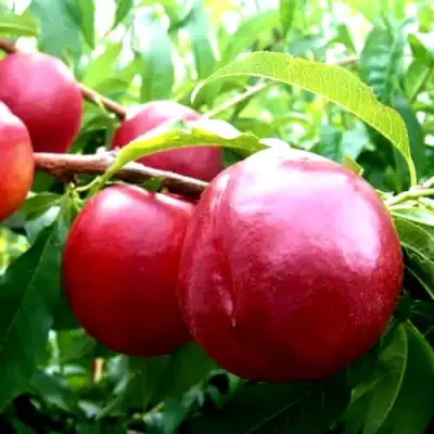 Нектарин ХАРКО в Солигорске