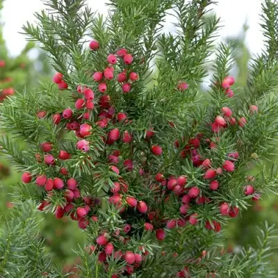 Тис ХИКСИ средний в Солигорске