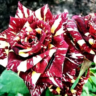 Роза ФОКУС ПОКУС флорибунда в Солигорске