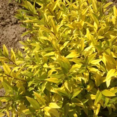 Бирючина АУРЕА обыкновенная в Солигорске