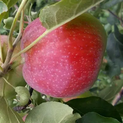 Яблоня АЛЬВА в Солигорске