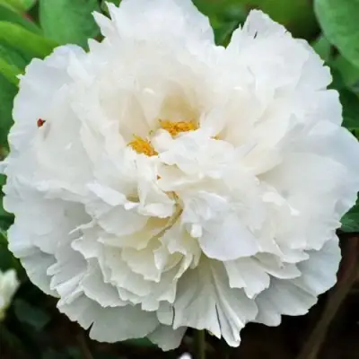 Пион БЕЛЫЙ СНЕГ древовидный в Солигорске