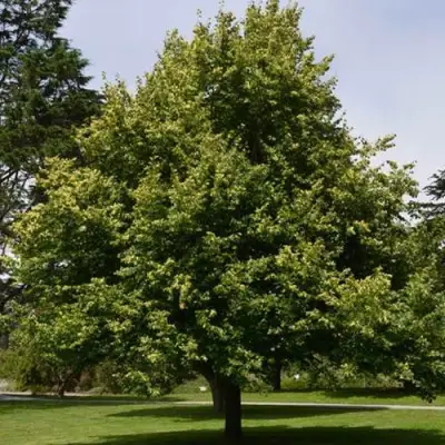 Липа сердцевидная в Солигорске