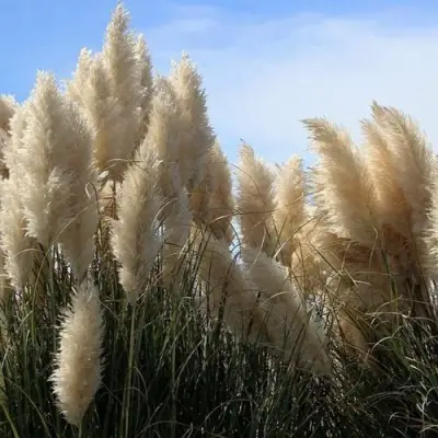 Кортадерия белая (пампасная трава) в Солигорске