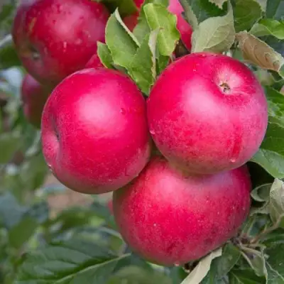 Яблоня РОЖДЕСТВЕНСКОЕ в Солигорске