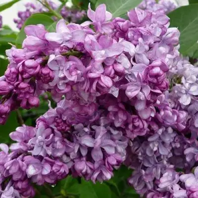 Сирень ГЕНЕРАЛ ПЕРШИНГ в Солигорске