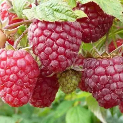 Малина ПОЛЬКА (ПОЛКА) в Солигорске