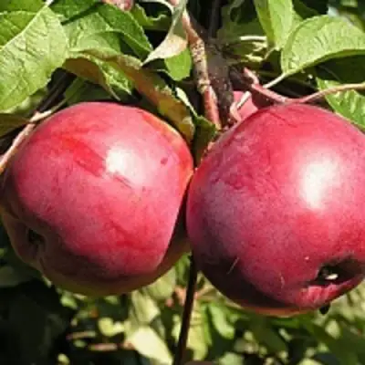 Яблоня ДАРУНАК в Солигорске