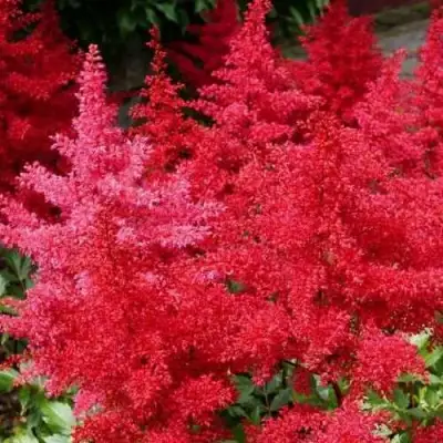 Астильба ЭТНА Арендса в Солигорске