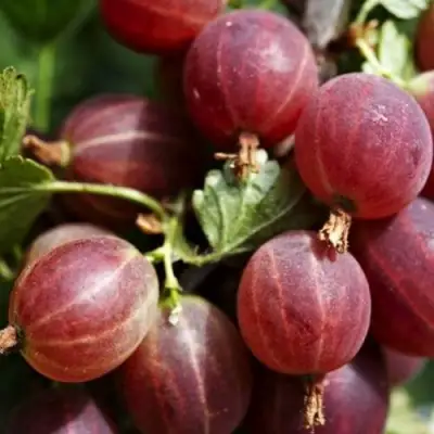 Крыжовник ХИННОМАКИ РОТ в Солигорске