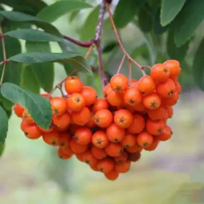 Рябина ВЕФЕД сладкоплодная в Солигорске