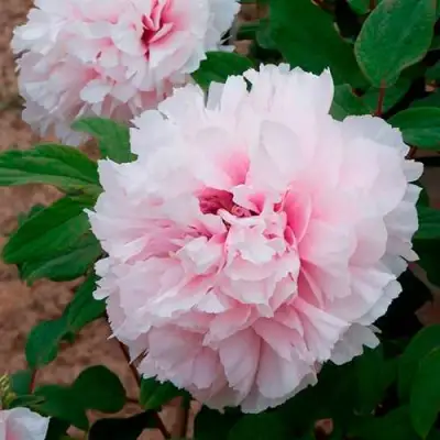 Пион ПЕРСИК ПОД СНЕГОМ древовидный в Солигорске