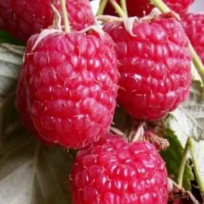 Малина ГЕРАКЛ в Солигорске