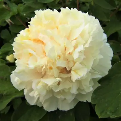 Пион НЕЖНЫЙ ГОЛОС древовидный в Солигорске