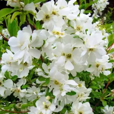 Экзохорда ЗЕ БРАЙД в Солигорске