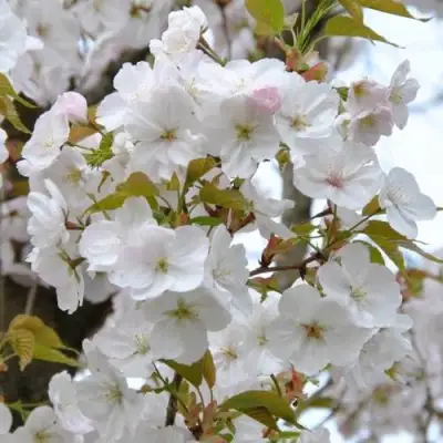 Сакура САНСЕТ БУЛЕВАРД в Солигорске